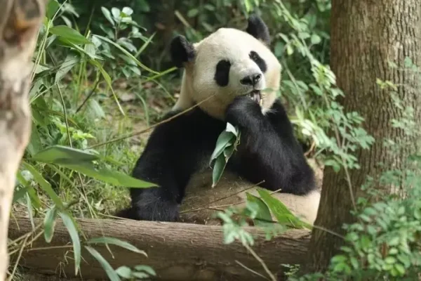 China sends 2 giant pandas to US after Washington summit