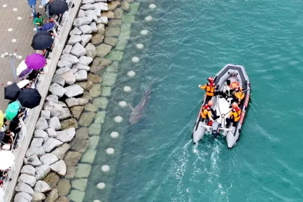 Shark stranded in South Korean canal draws 600,000 visitors as rescue bid fails