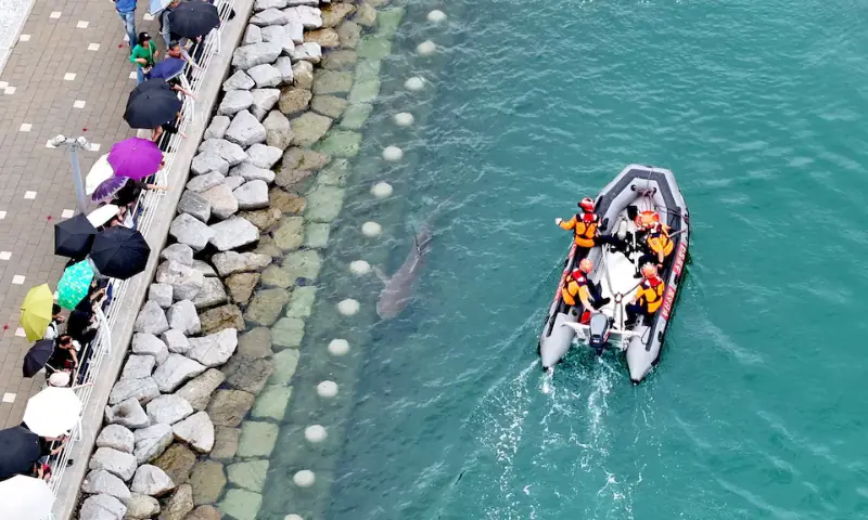 Shark stranded in South Korean canal draws 600,000 visitors as rescue bid fails