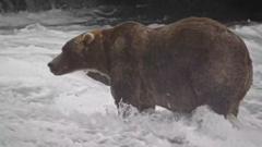 'Backpack' declared Alaska's Fat Bear Week winner
