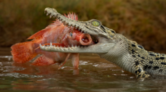 Man charged over AI image of crocodile in Singapore reservoir