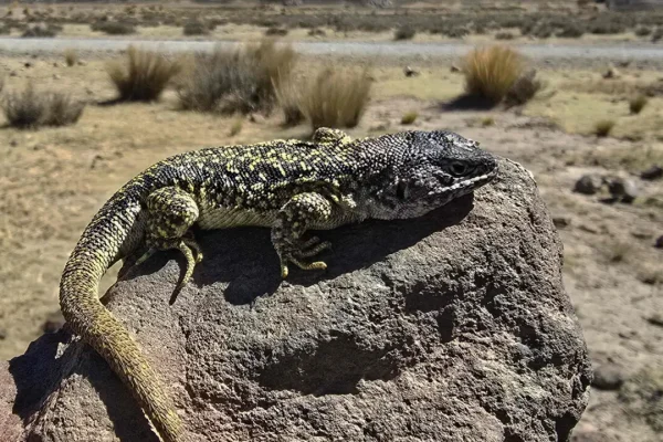 Peru, already home to over 290 lizard species, finds a new one