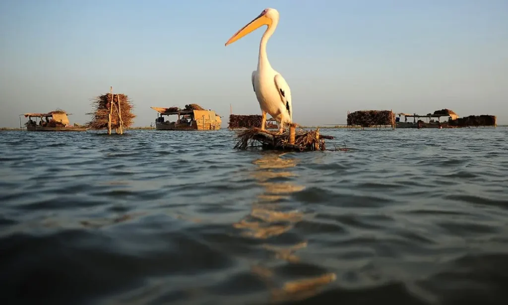 Effluents turn once-pristine Manchar Lake toxic