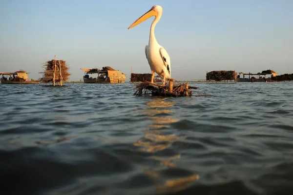 Effluents turn once-pristine Manchar Lake toxic