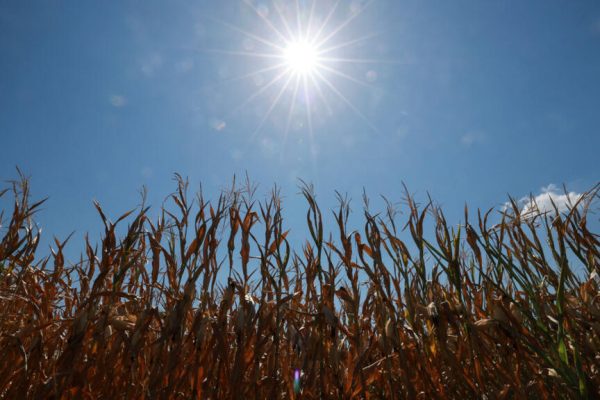 More than half of Europe faced intense summer heat stress, EU monitor says